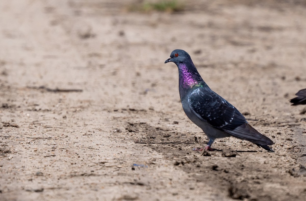 Rock Pigeon (Feral Pigeon) - ML619045515