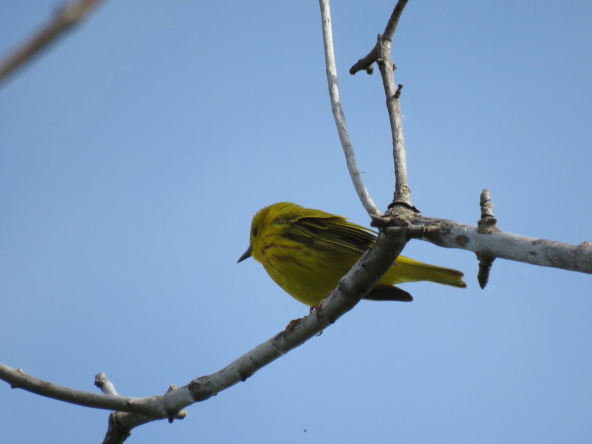 Yellow Warbler - ML619045527