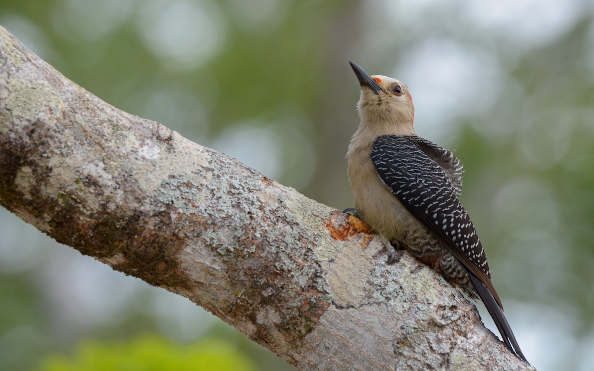 Golden-fronted Woodpecker (Velasquez's) - ML619045530