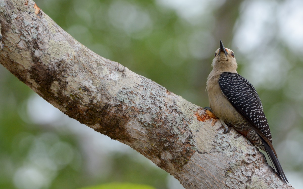 Golden-fronted Woodpecker (Velasquez's) - ML619045531