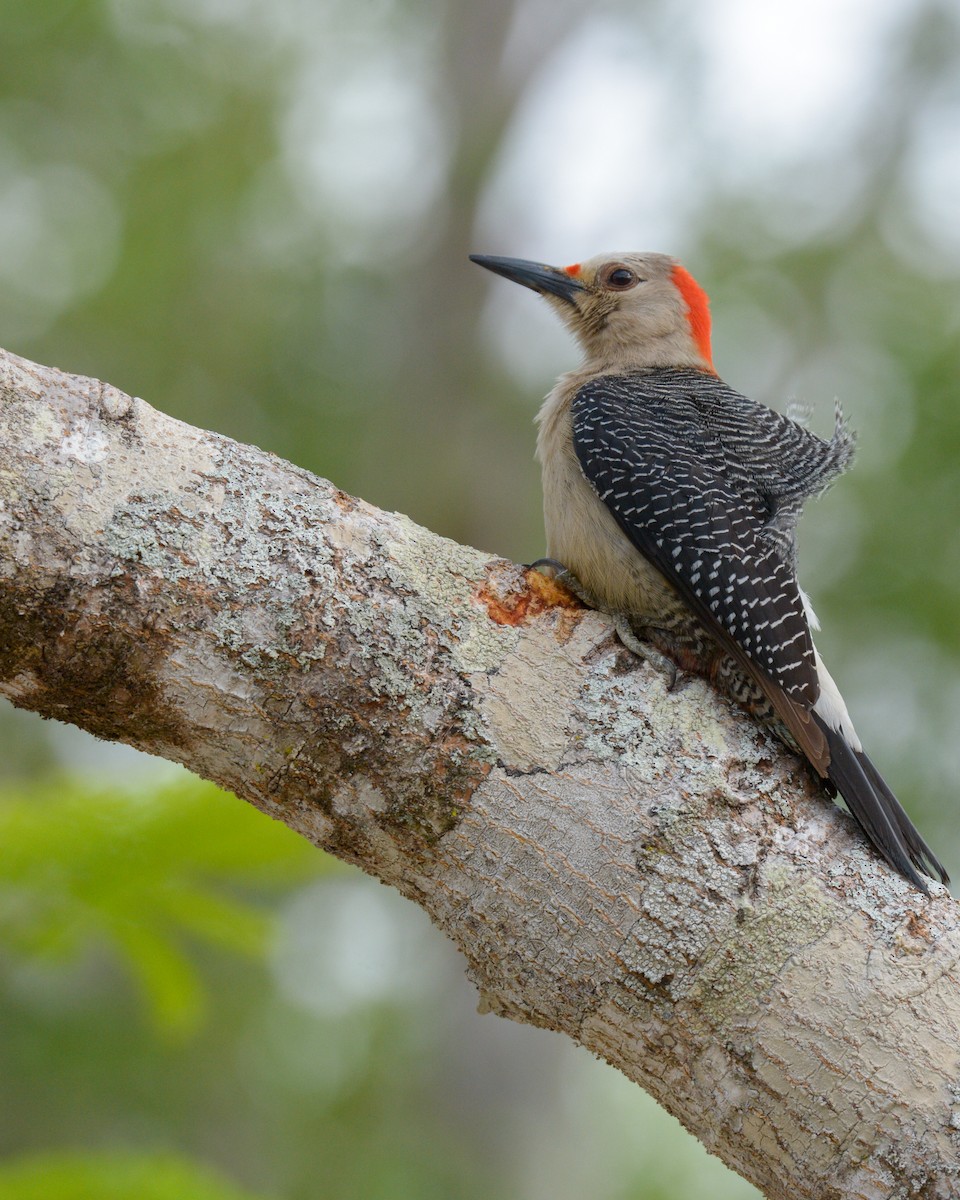 Golden-fronted Woodpecker (Velasquez's) - ML619045532