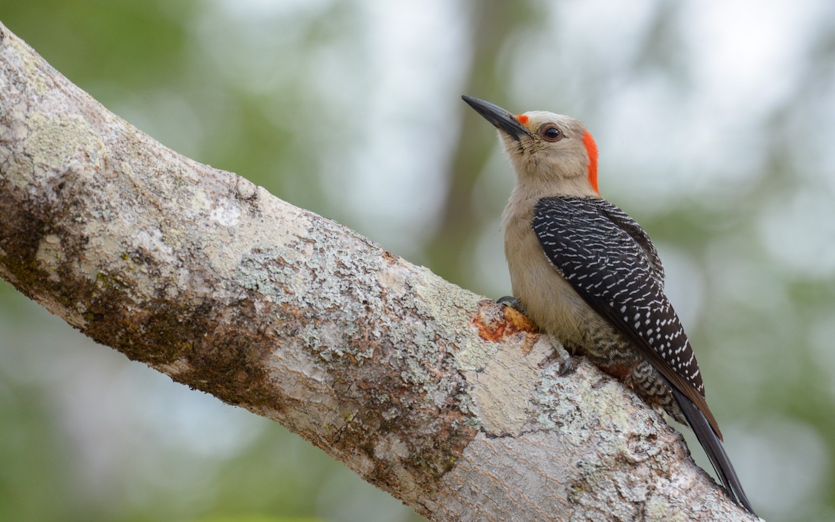Golden-fronted Woodpecker (Velasquez's) - ML619045533