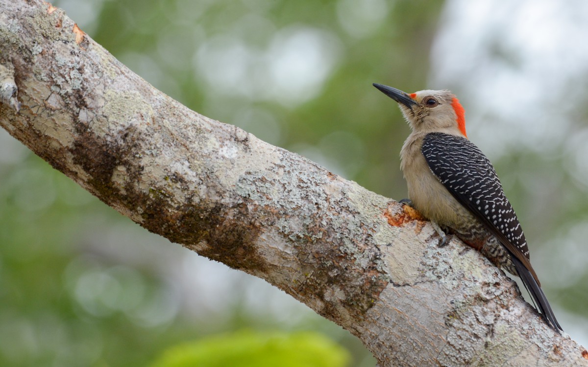 Golden-fronted Woodpecker (Velasquez's) - ML619045534
