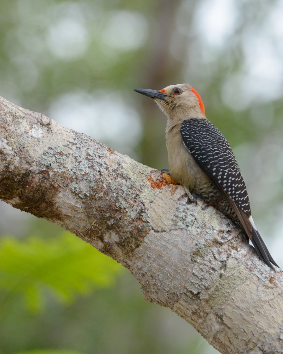 Golden-fronted Woodpecker (Velasquez's) - ML619045544