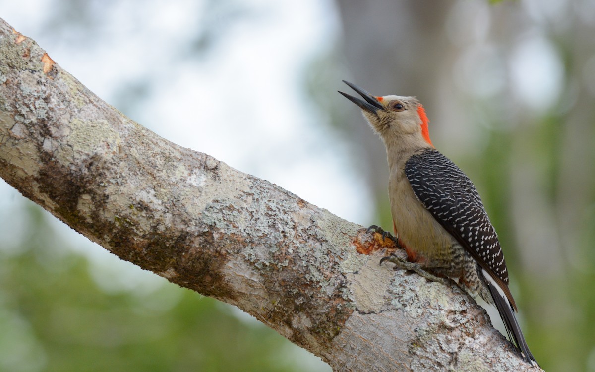 Golden-fronted Woodpecker (Velasquez's) - ML619045545