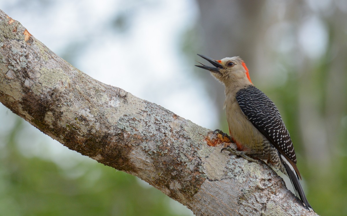 Golden-fronted Woodpecker (Velasquez's) - ML619045546