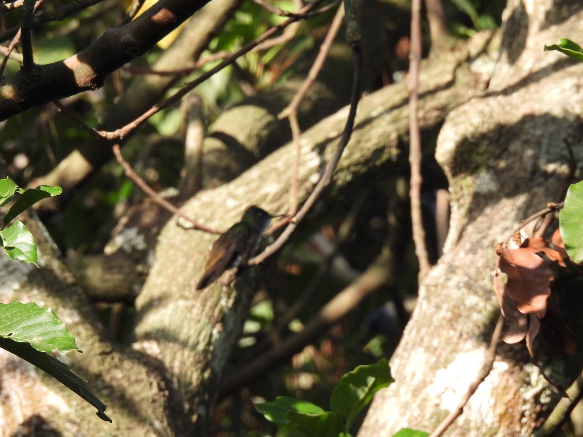Azure-crowned Hummingbird - ML619045552