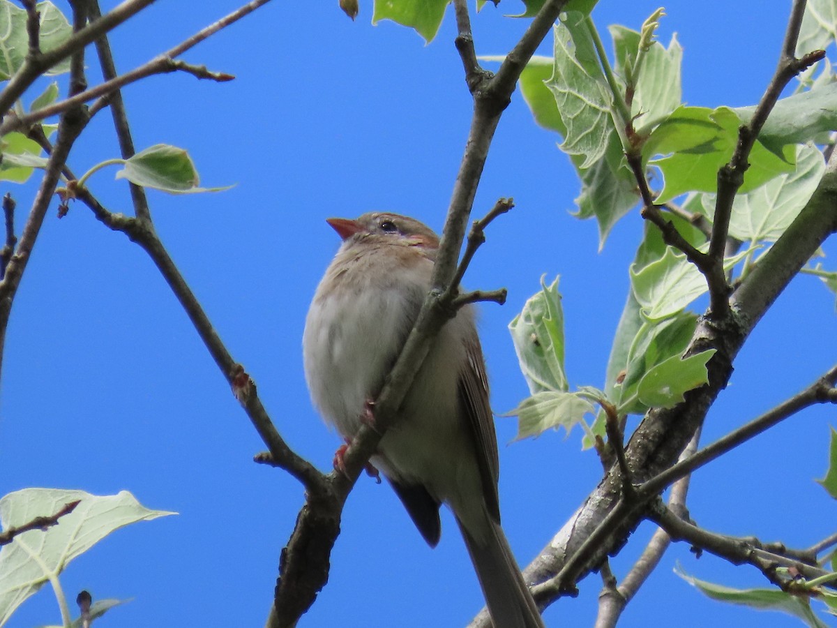 Field Sparrow - ML619045554