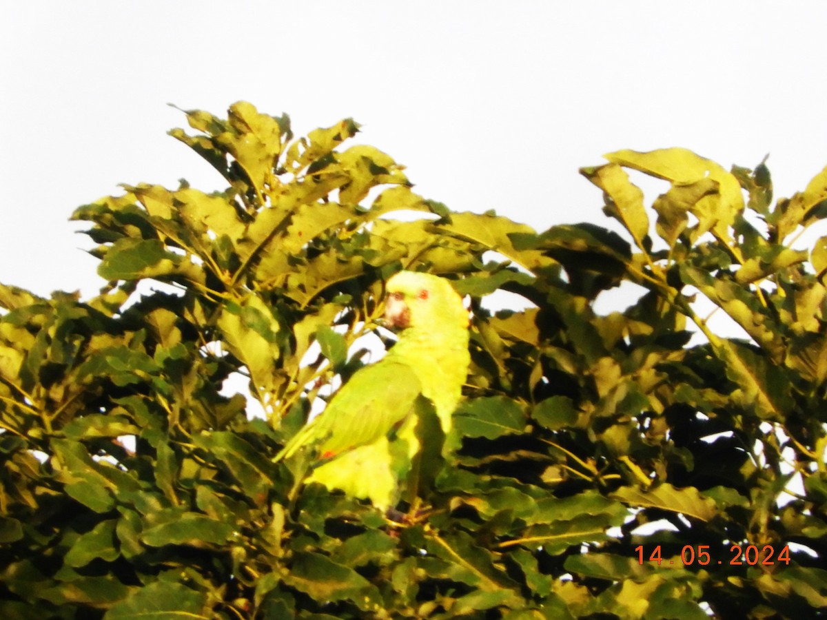 Yellow-naped Parrot - ML619045571