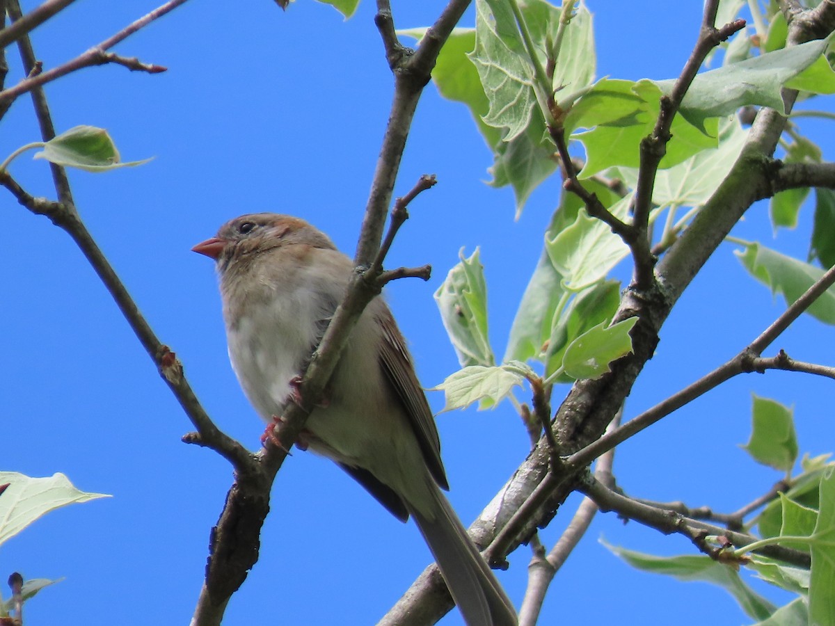 Field Sparrow - ML619045579