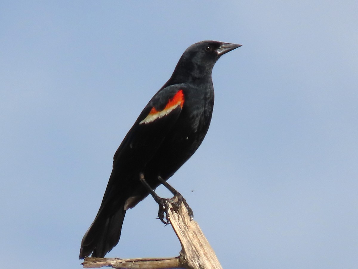 Red-winged Blackbird - ML619045601