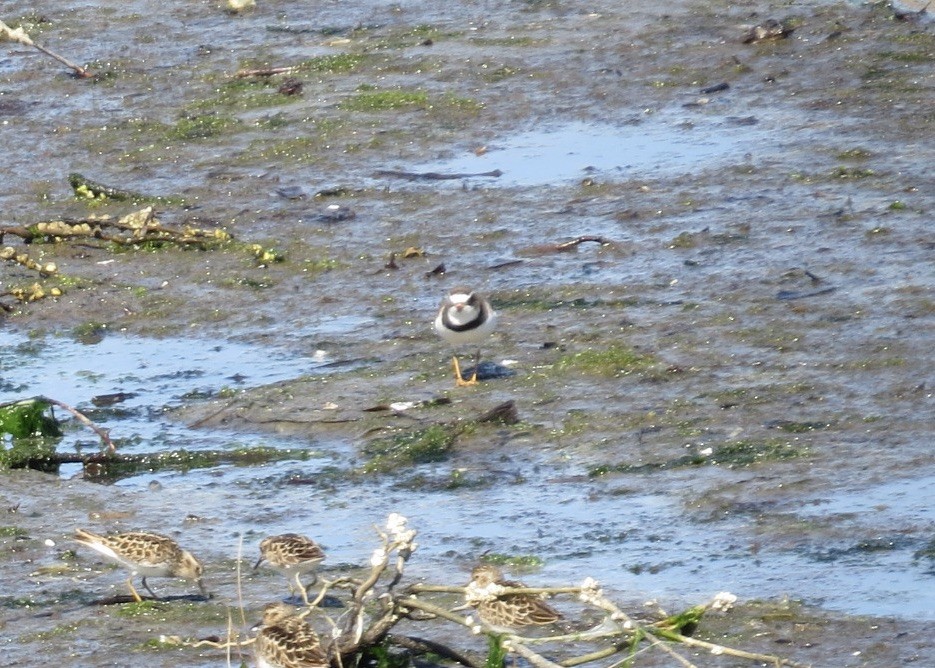 Semipalmated Plover - ML619045719