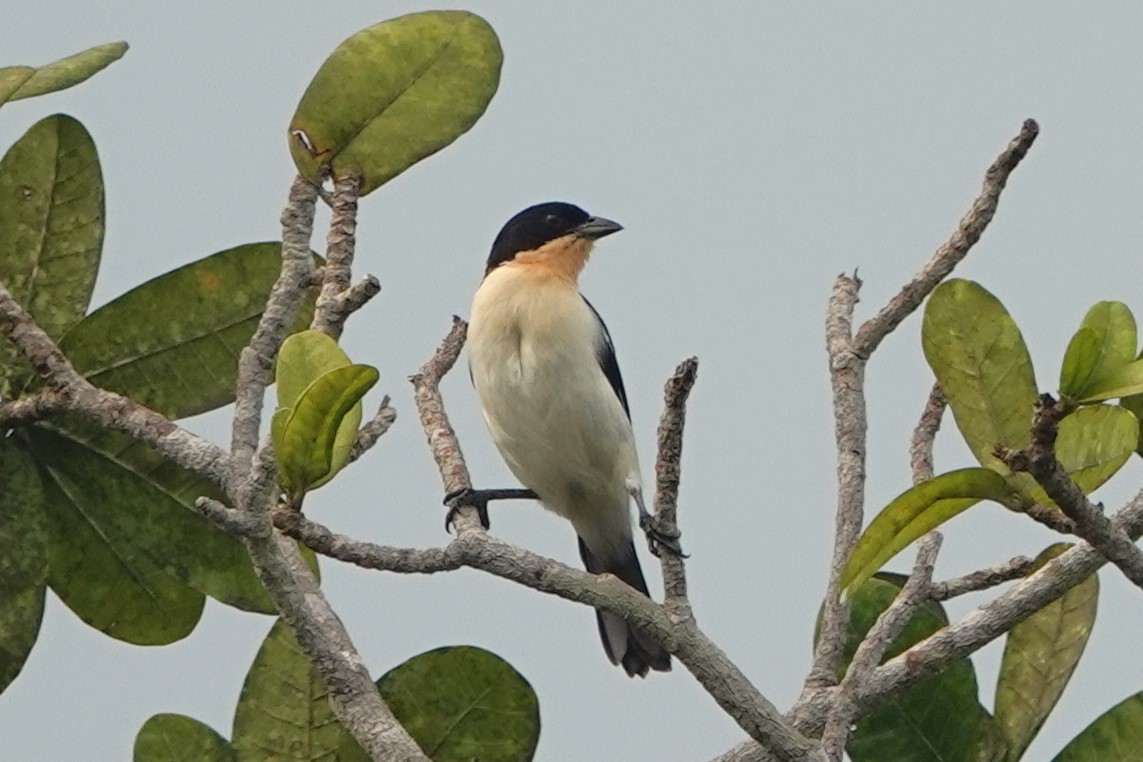 White-rumped Tanager - ML619045731