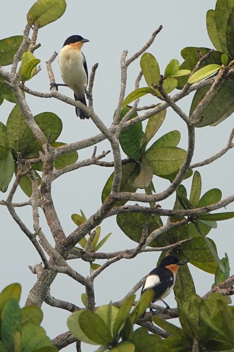 White-rumped Tanager - ML619045732