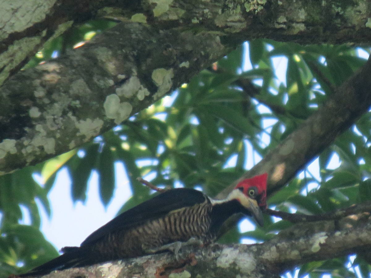 Crimson-crested Woodpecker - ML619045802