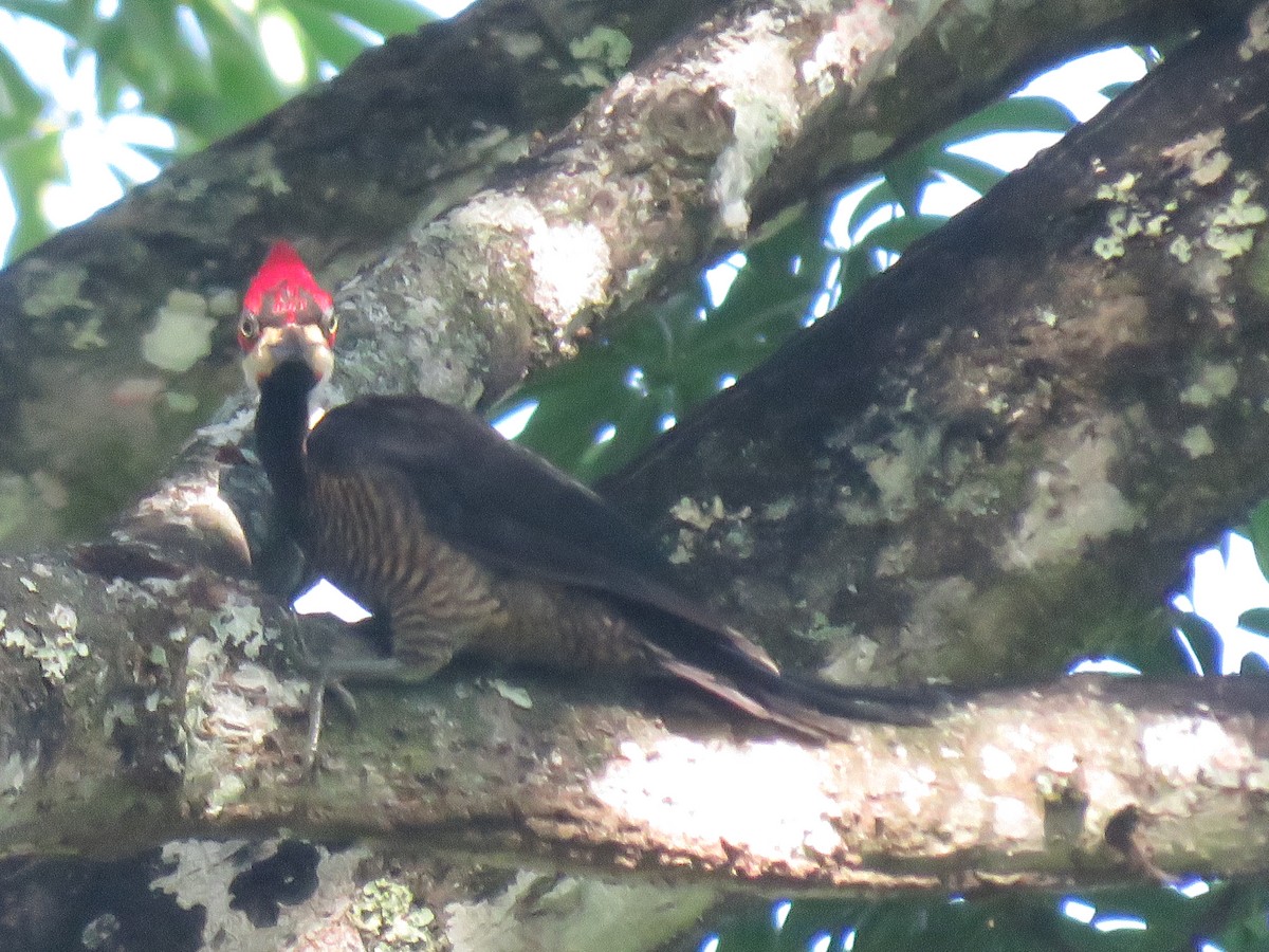 Crimson-crested Woodpecker - ML619045804