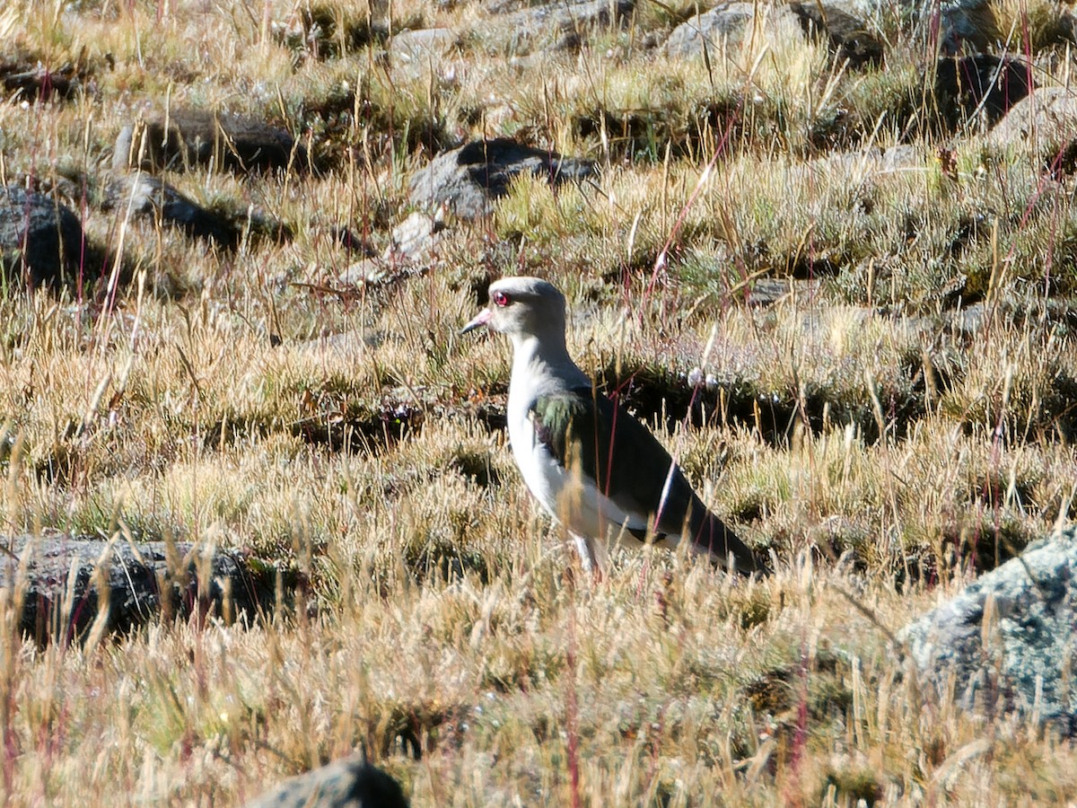Andean Lapwing - ML619045811