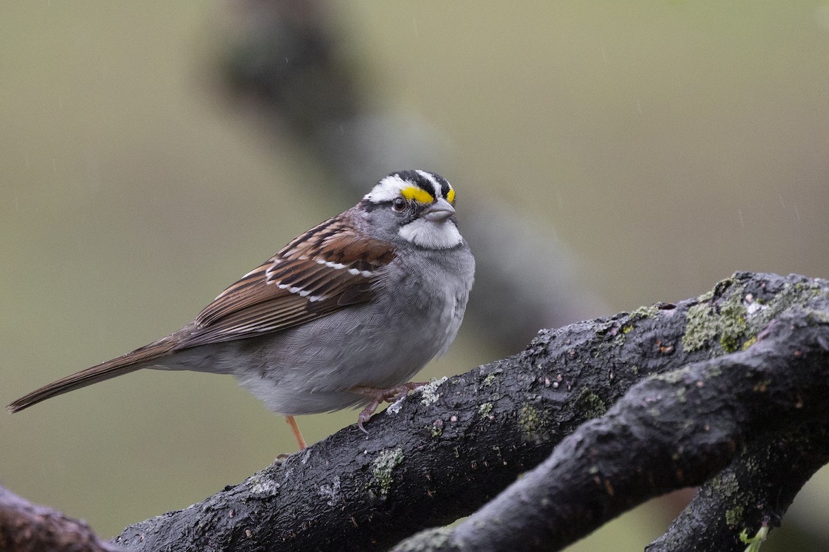 White-throated Sparrow - ML619045837