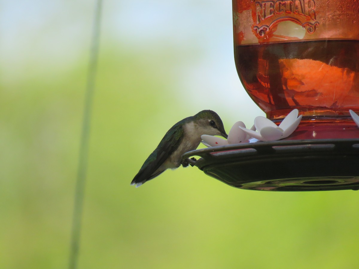 Ruby-throated Hummingbird - ML619045847