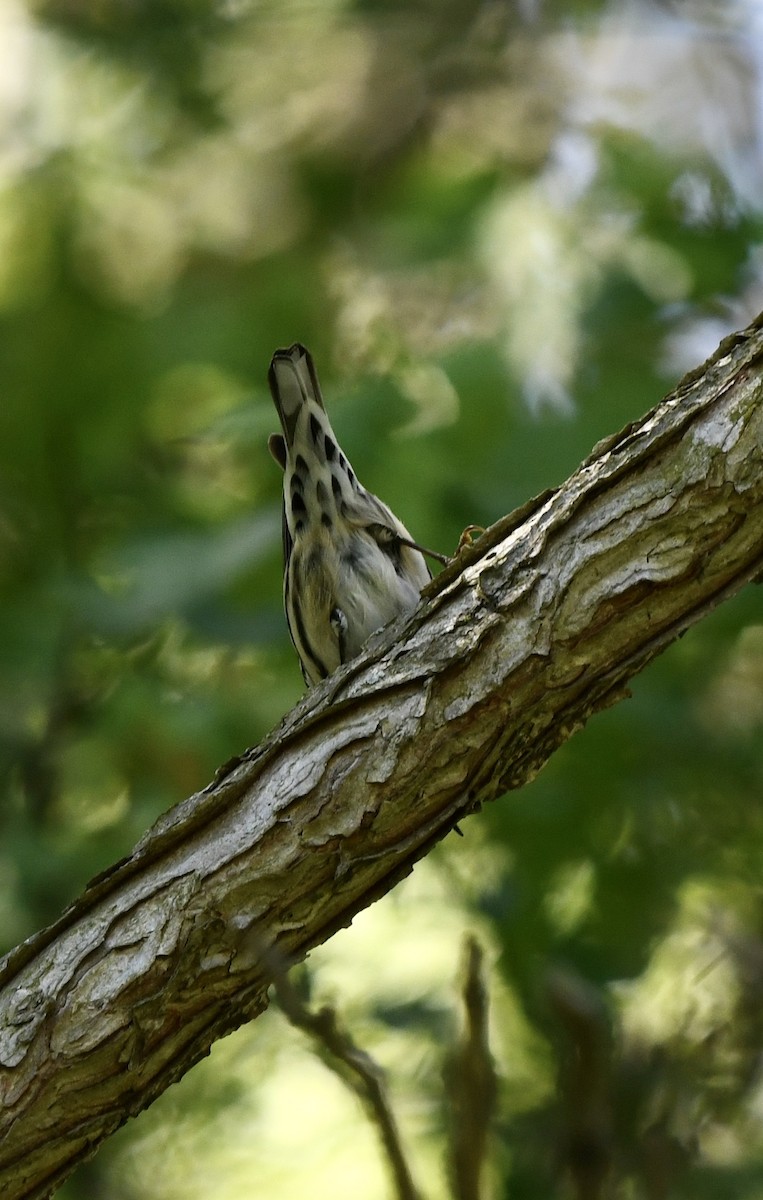 Black-and-white Warbler - ML619045861