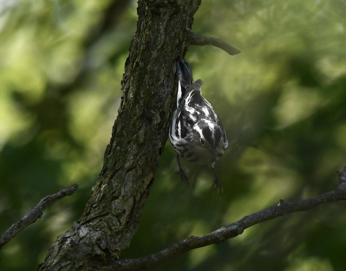 Black-and-white Warbler - ML619045867