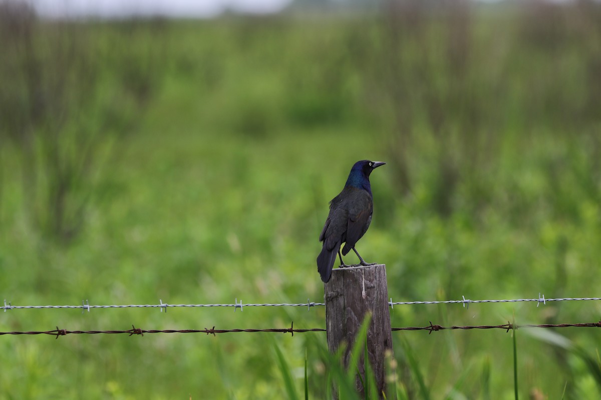 Great-tailed Grackle - ML619045889