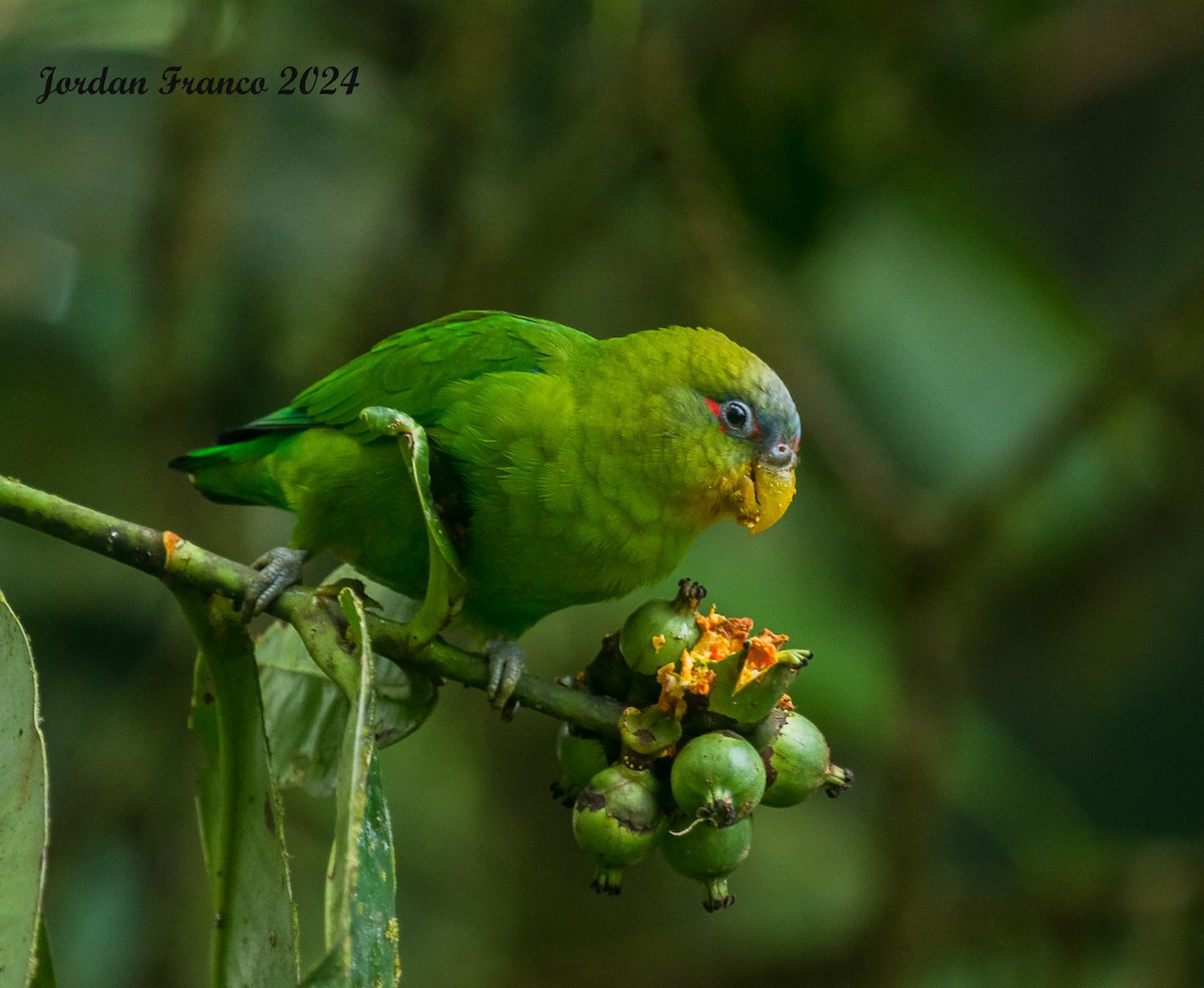 Blue-fronted Parrotlet - ML619045905