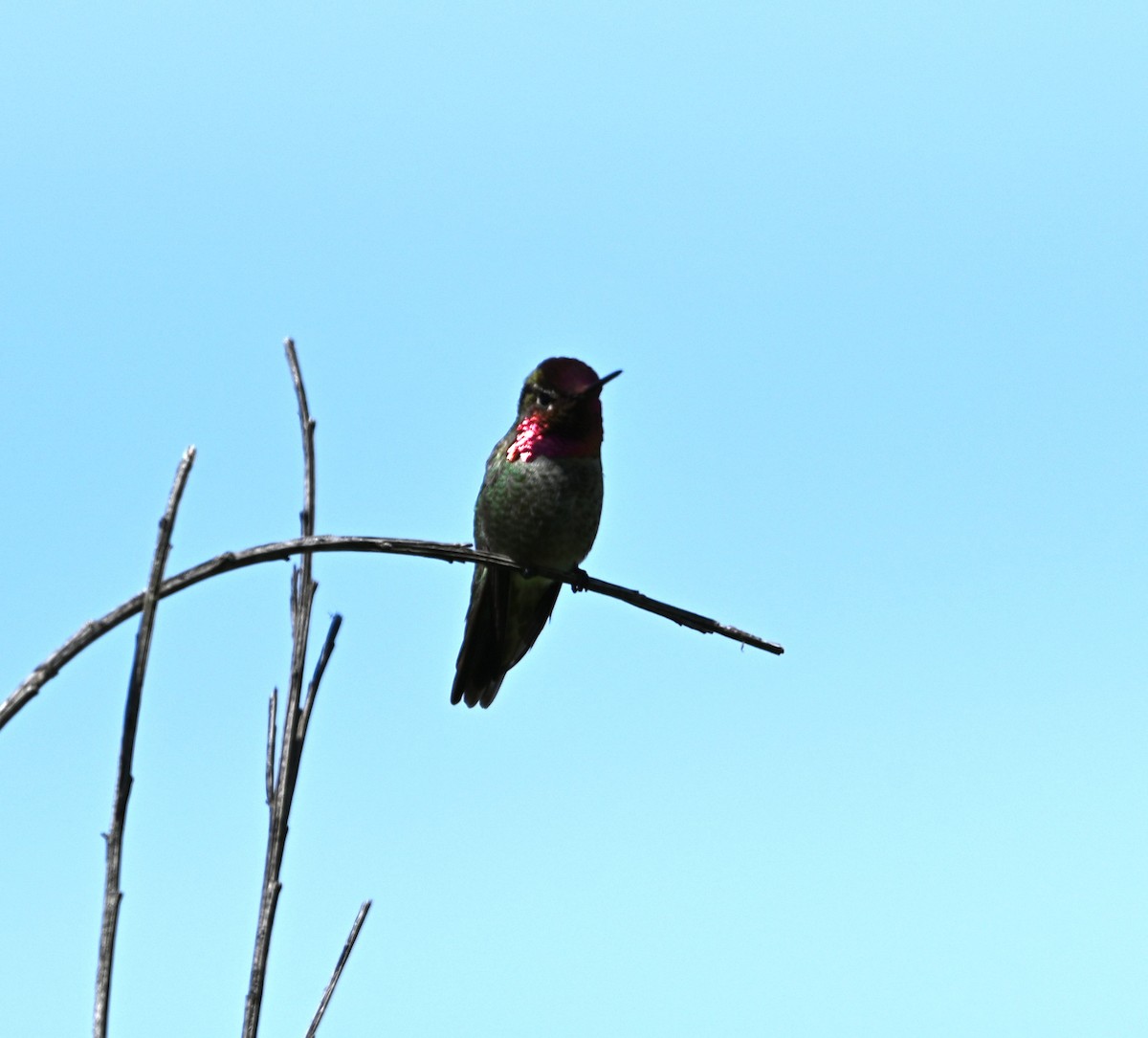 Anna's Hummingbird - ML619045906