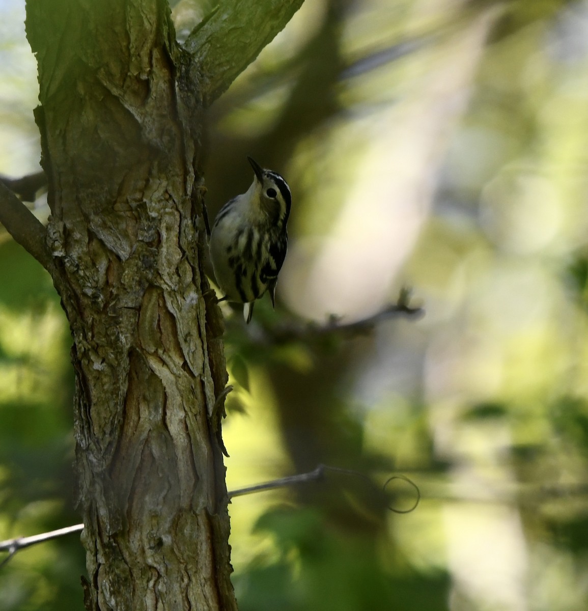 Black-and-white Warbler - ML619045943