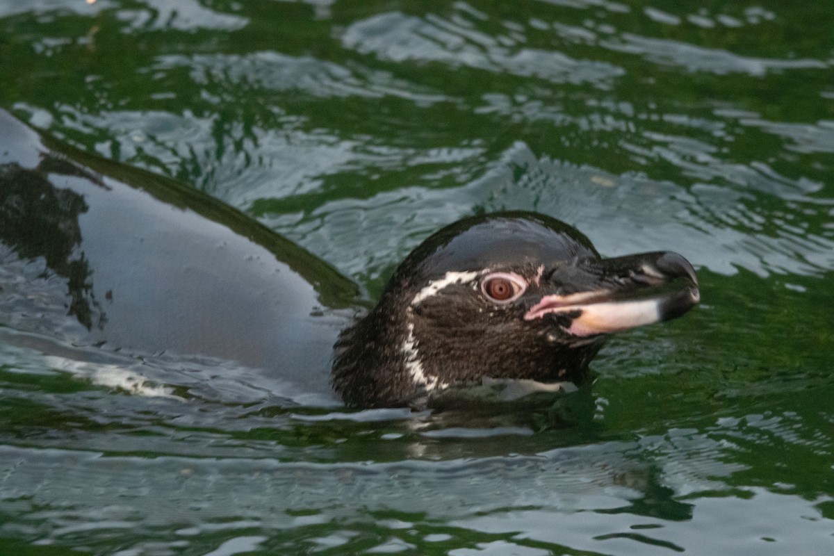 Галапагосский пингвин - ML619045963