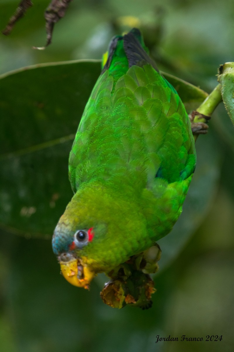 Blue-fronted Parrotlet - ML619045993