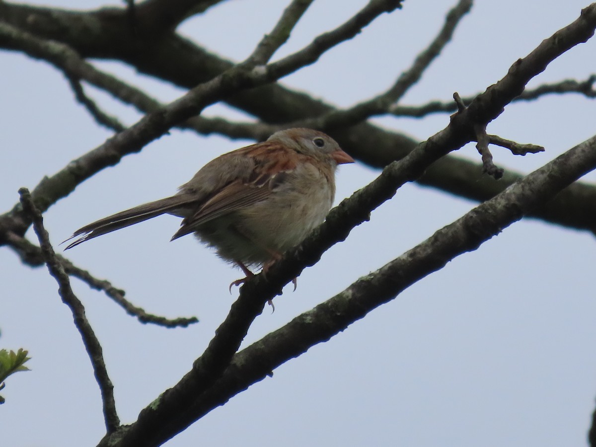 Field Sparrow - ML619046024