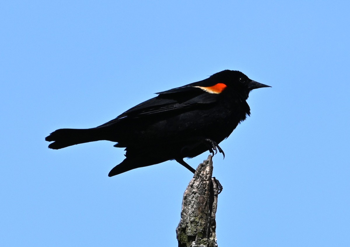 Red-winged Blackbird - ML619046031
