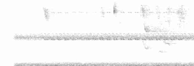Чернополосый колючник [группа doliatus] - ML619046044