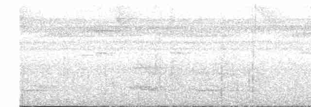 Güneyli Bükük Gagalı Tiran - ML619046051