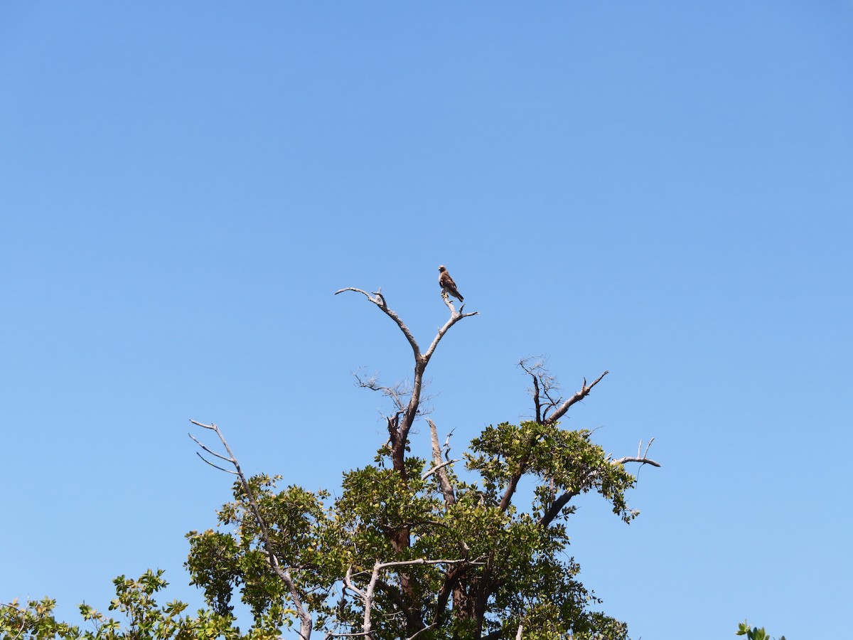 káně rudochvostá (ssp. jamaicensis) - ML619046152