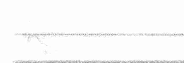 Weißkappen-Schleppentyrann - ML619046169
