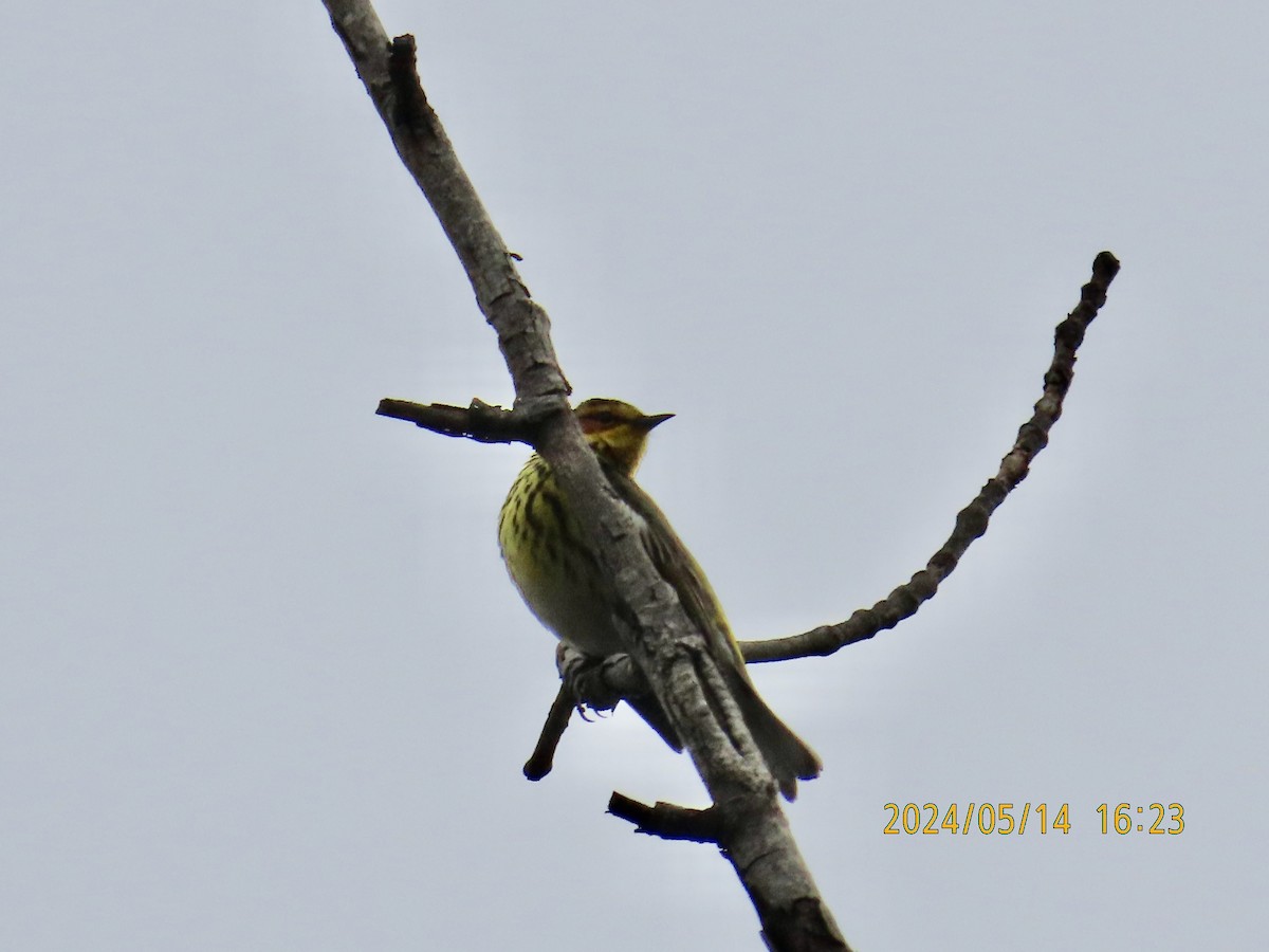 Cape May Warbler - ML619046204