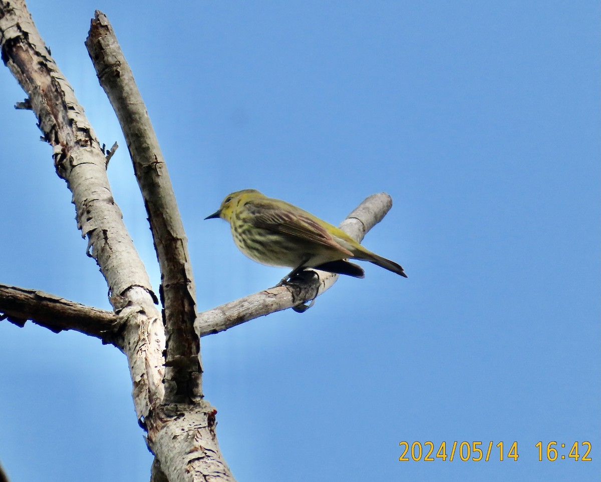 Cape May Warbler - ML619046205