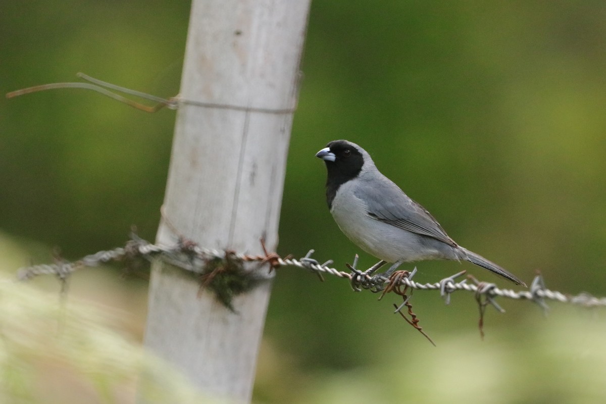 Black-faced Tanager - ML619046226
