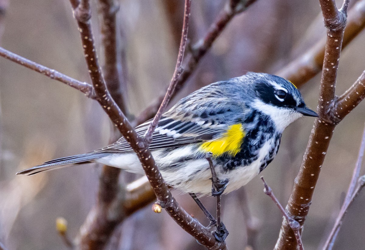 Yellow-rumped Warbler (Myrtle) - John Alexander