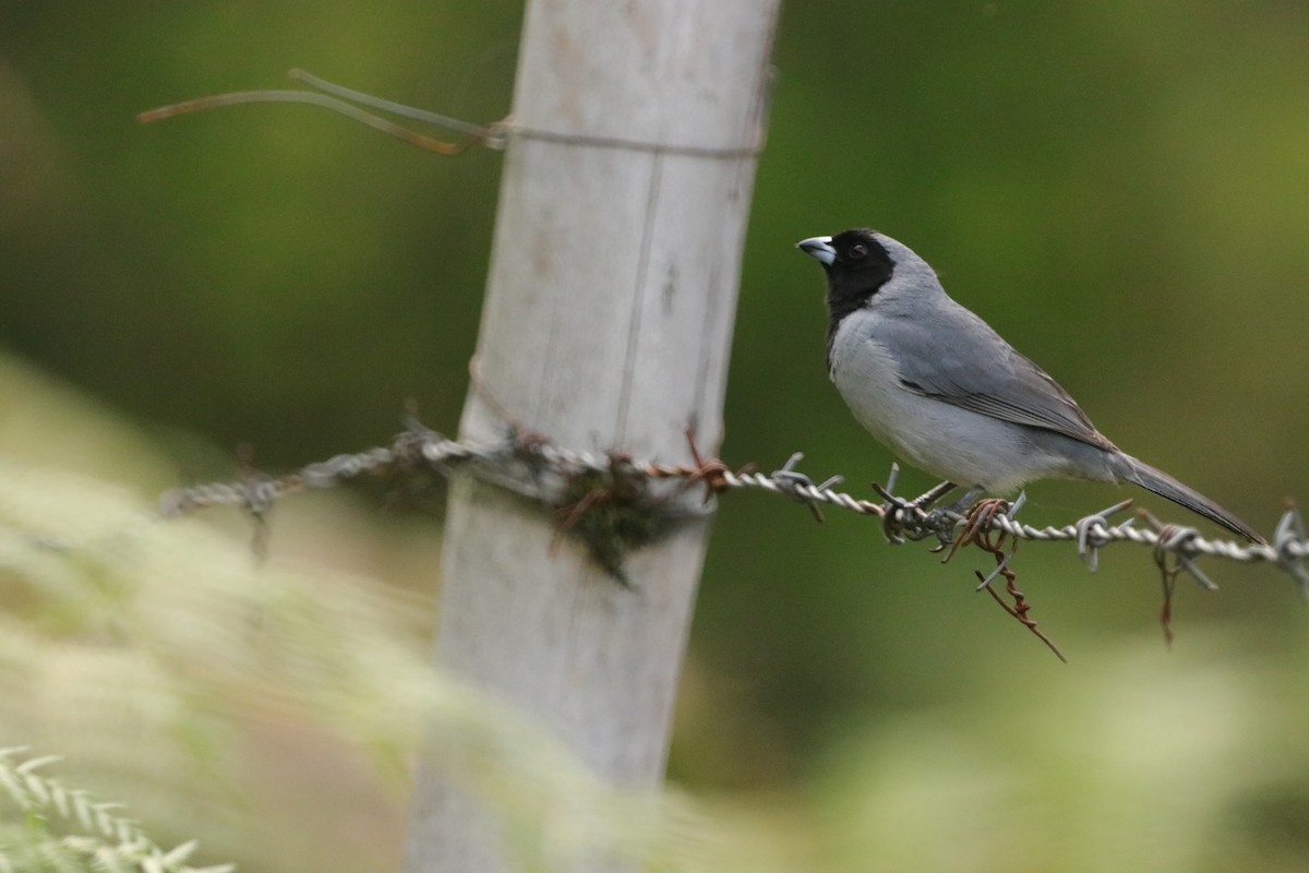 Black-faced Tanager - ML619046256