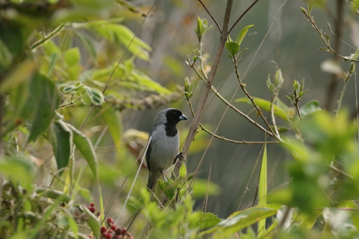 Black-faced Tanager - ML619046267