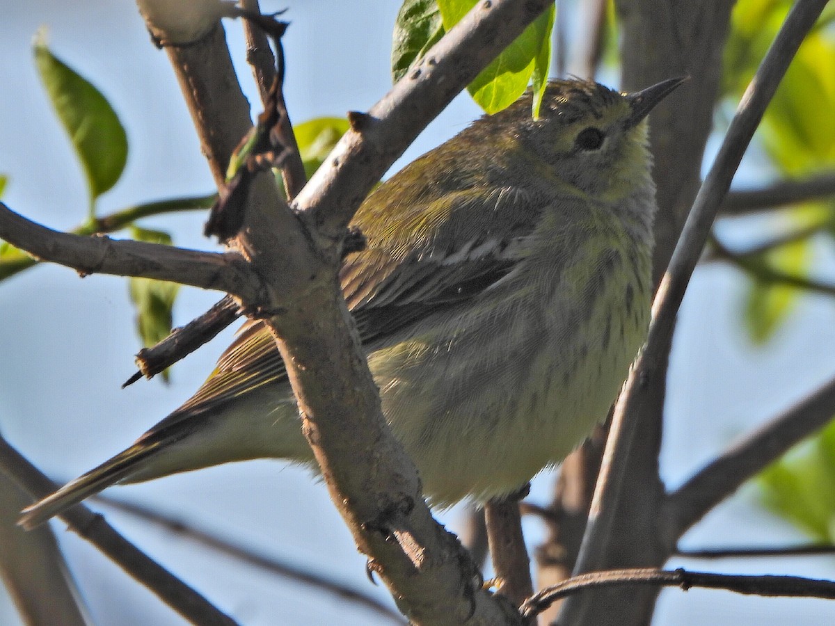 Cape May Warbler - Ashley T.