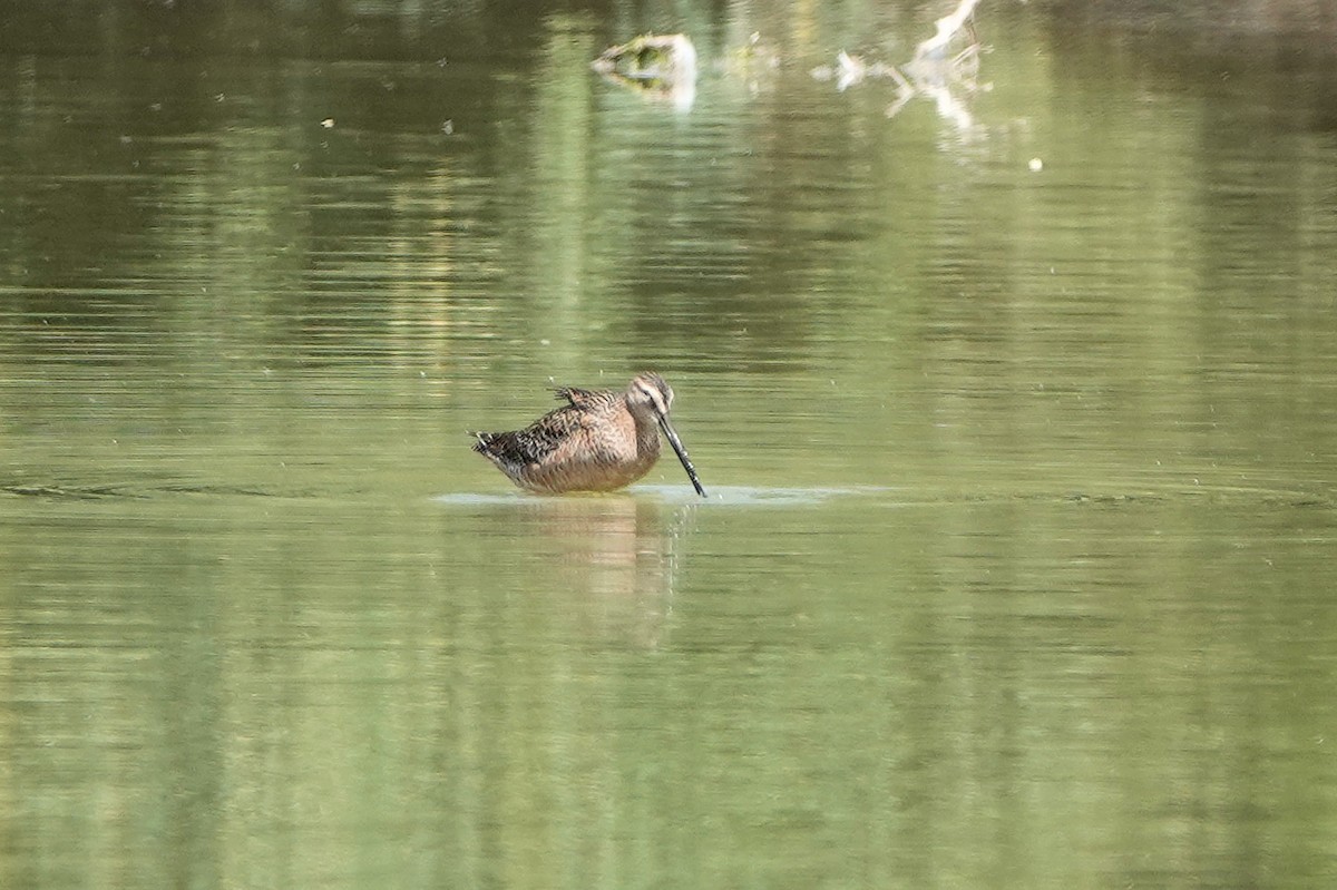 Long-billed Dowitcher - ML619046294