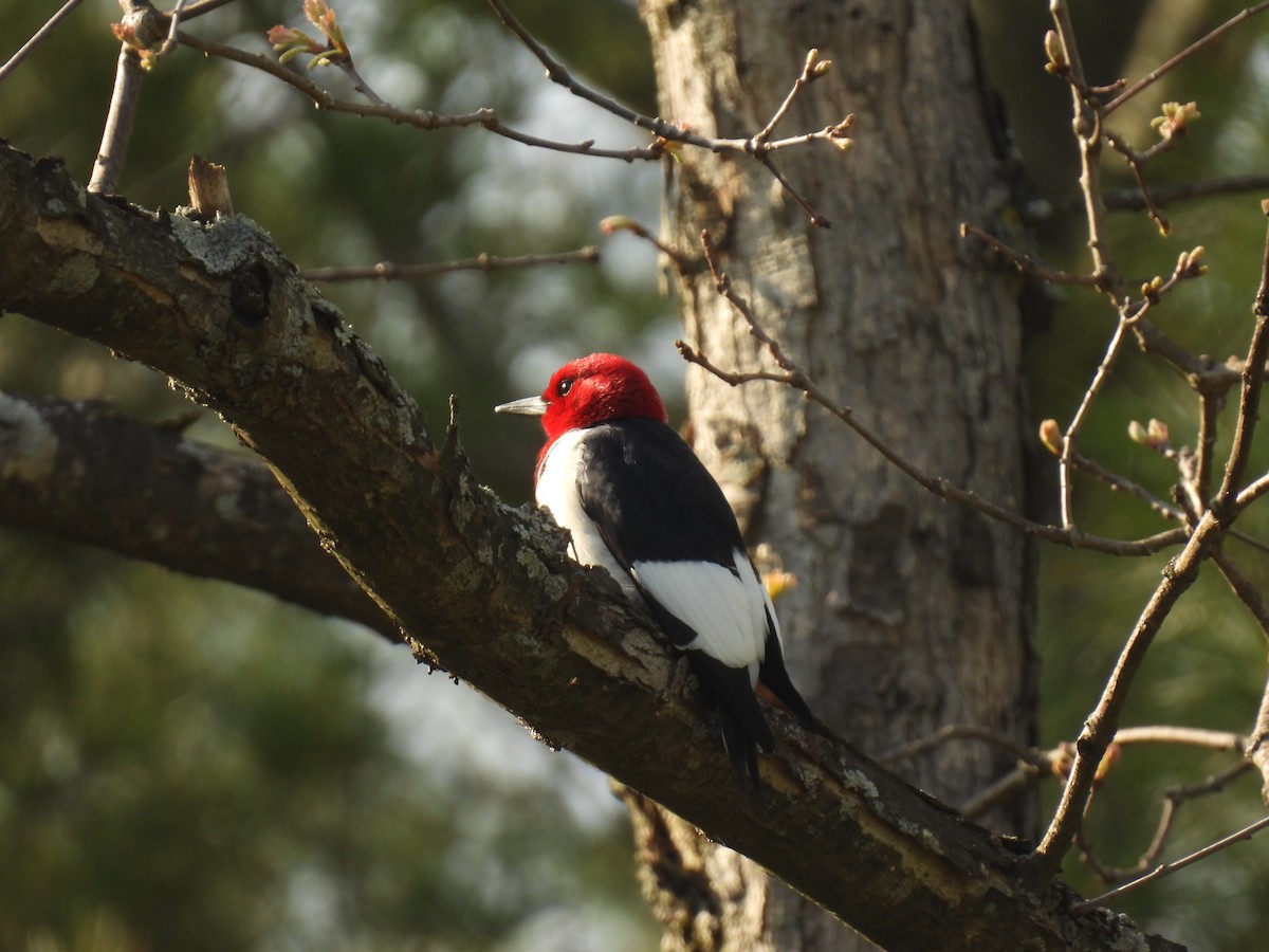 Red-headed Woodpecker - ML619046309