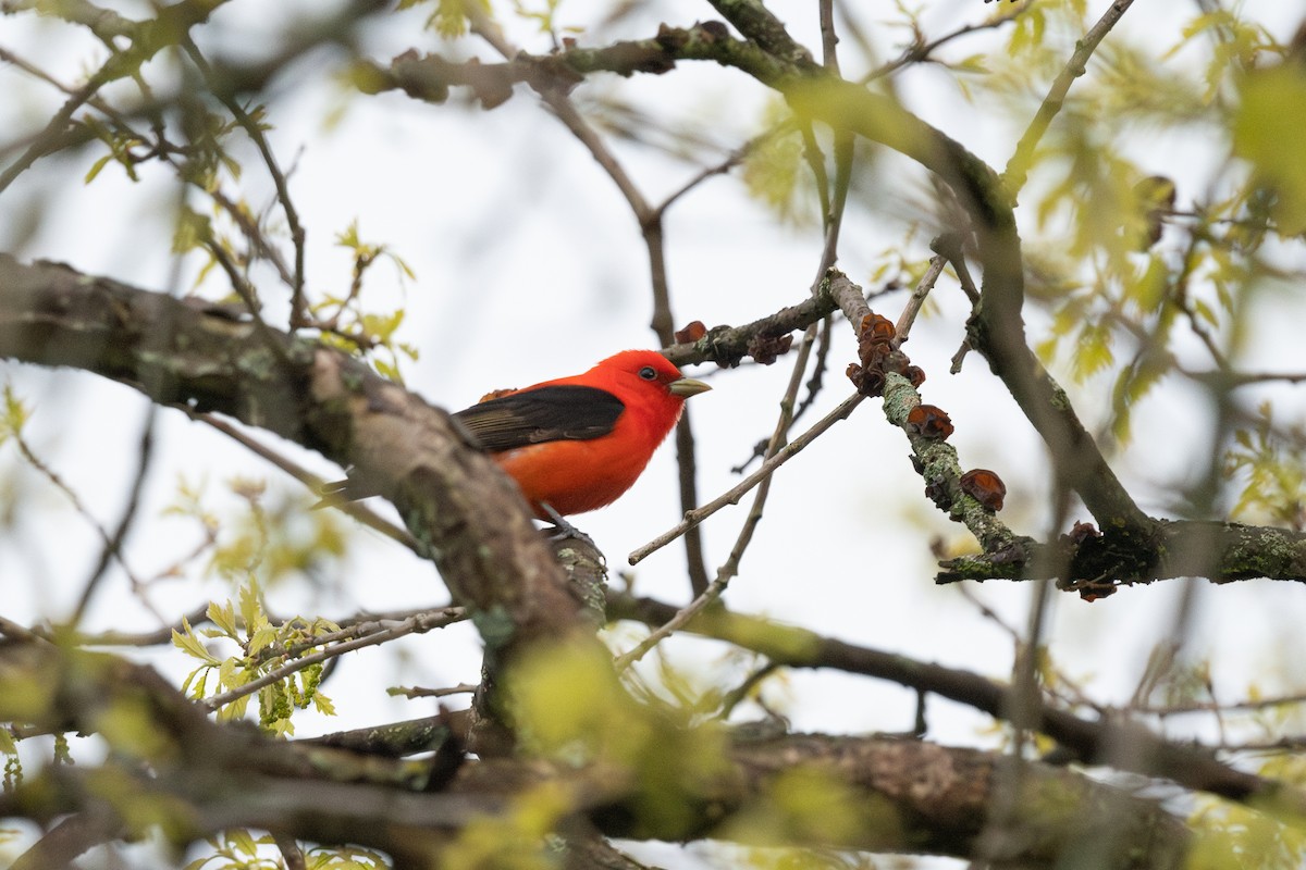 Scarlet Tanager - ML619046310