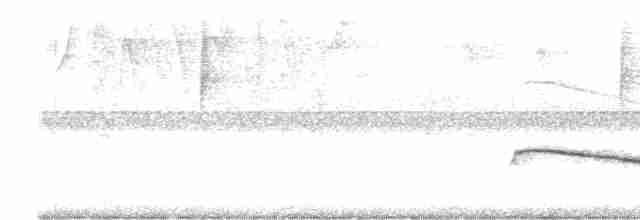 Tufted Antshrike - ML619046312