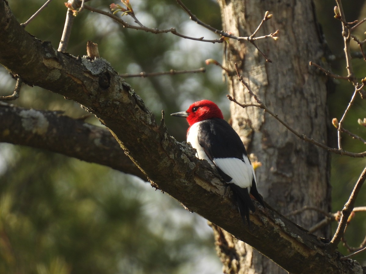 Red-headed Woodpecker - ML619046314