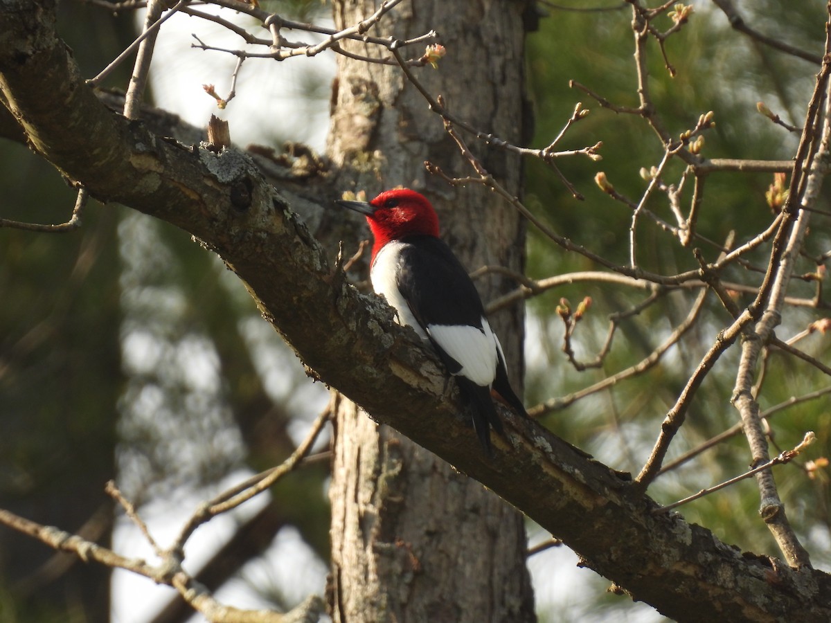 Red-headed Woodpecker - ML619046320
